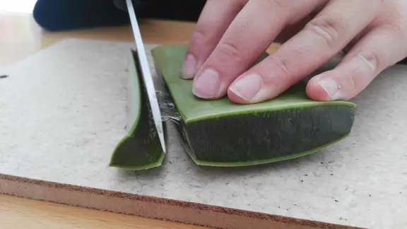 So wird ein Aloe vera-Blatt aufgeschnitten | mdr.de