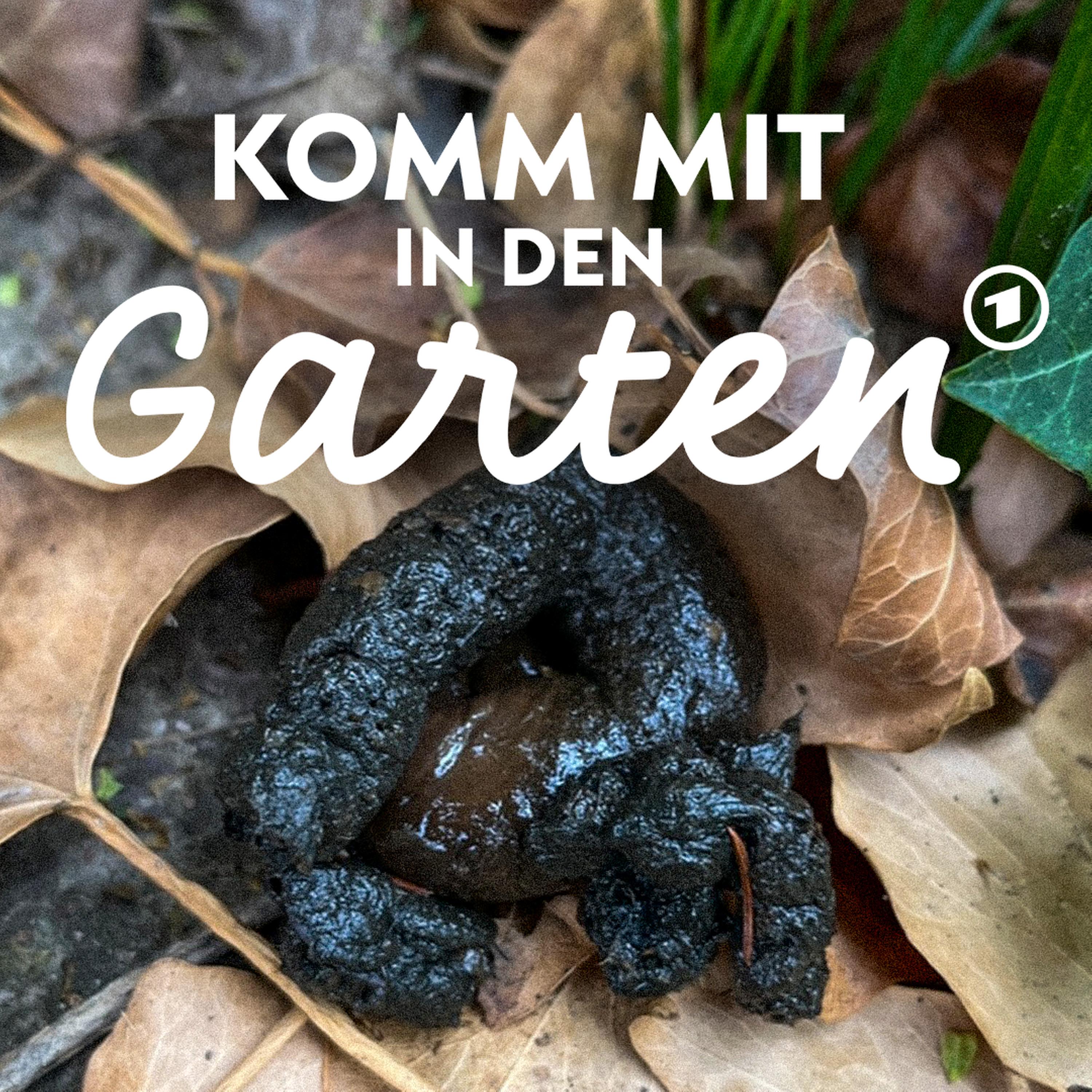 Wer hat in meinen Garten gemacht? episode artwork