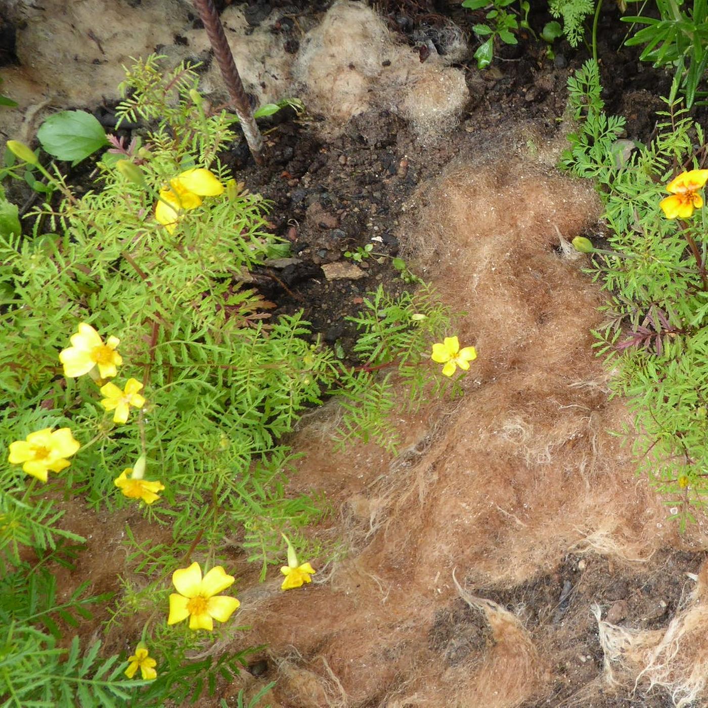Darum ist Schafwolle fr den Garten so wertvoll | mdr.de