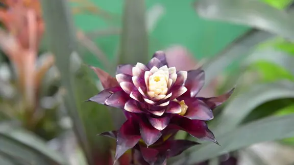 Bromelien: Diese Pflege brauchen die Zimmerpflanzen | mdr.de