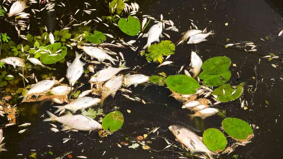 Tote Fische auf dem Wasser