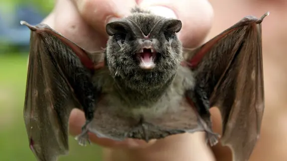 Eine Mopsfledermaus.