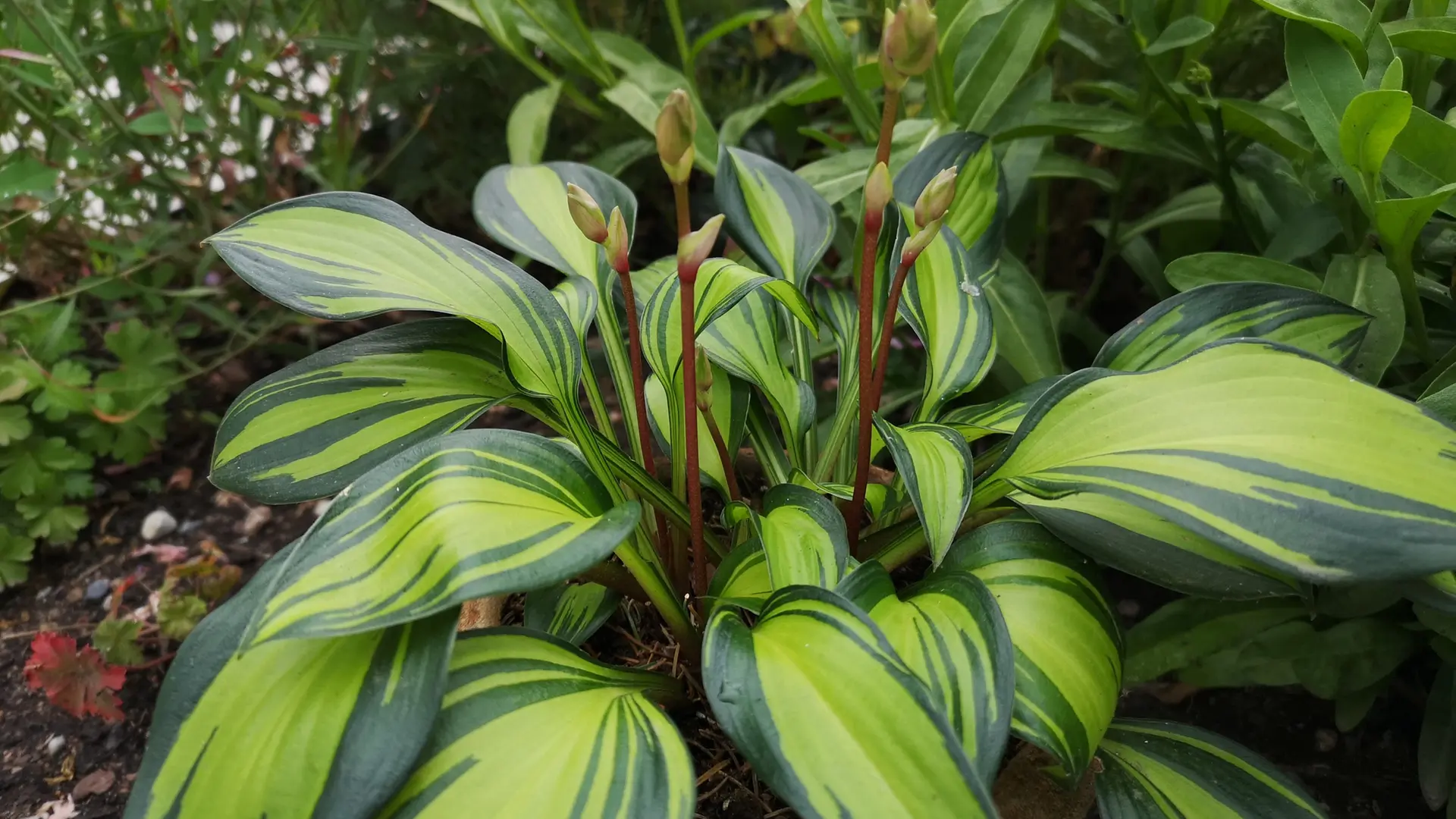 niembaum zimmerpflanze Azadirachta indica (Neembaum) – Jungle Leaves main image 0