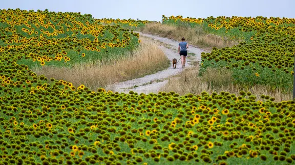 Eine Frau geht mit ihrem Hund durch Felder von Sonnenblumen.