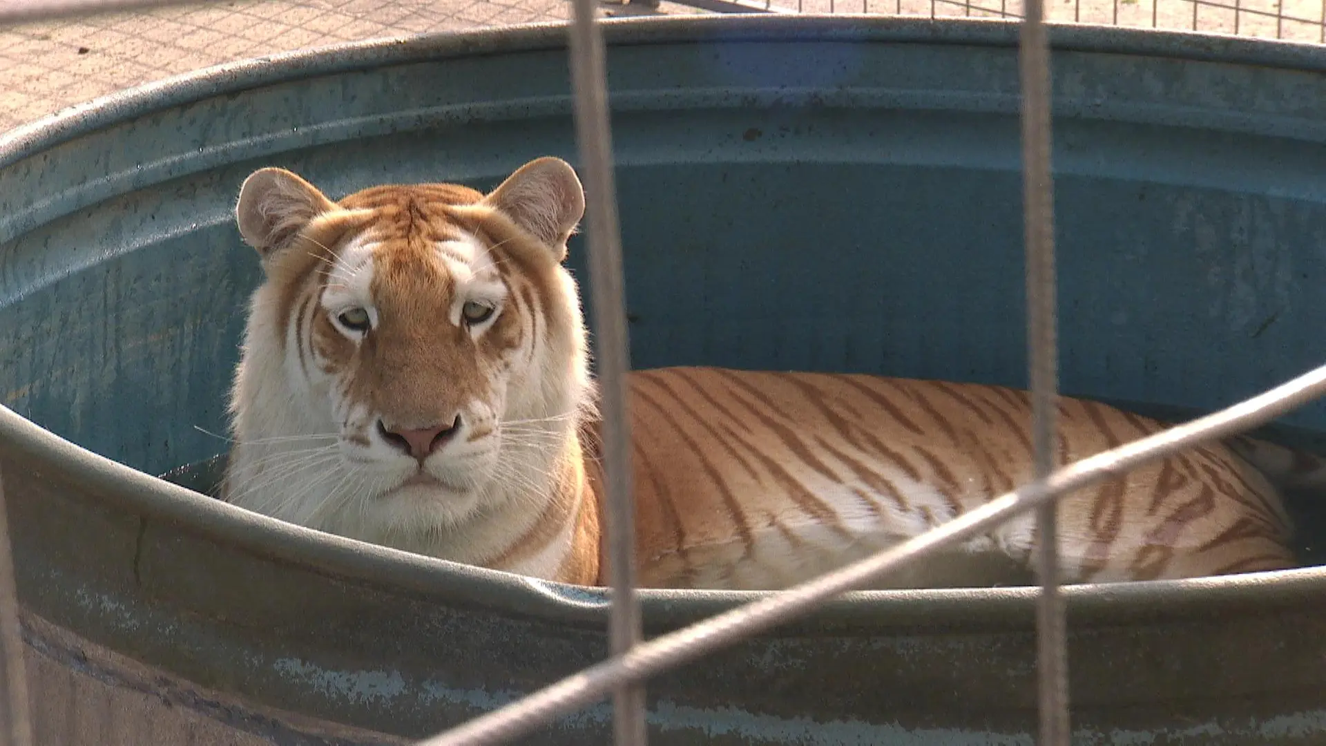 Löwen, Tiger und Hunde: Gehören Tiere noch in den Zirkus?
