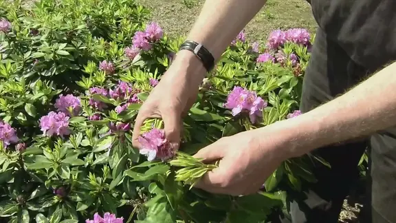 Rhododendron pflanzen und pflegen | mdr.de