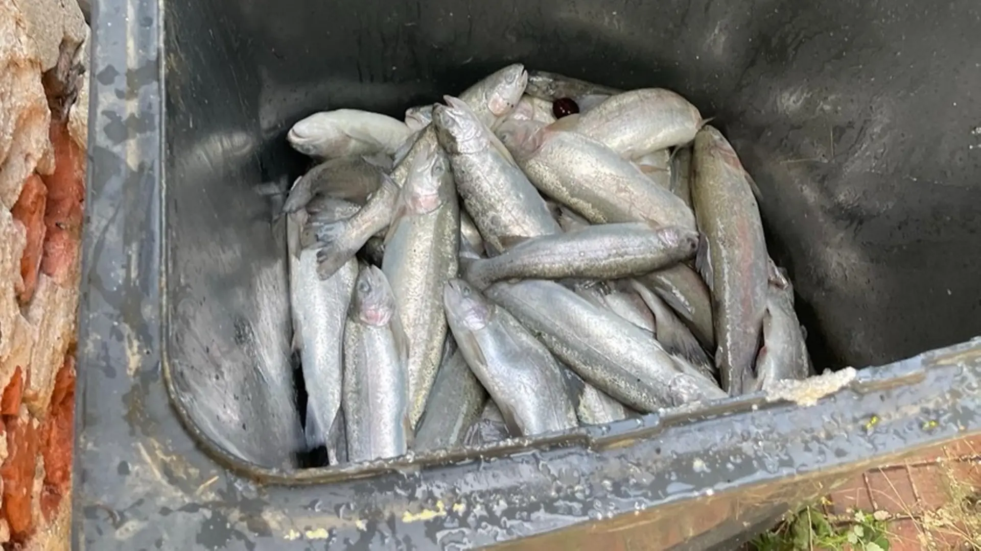 "So warm war's noch nie in der Zschopau": Fischzüchter verliert alle Forellen