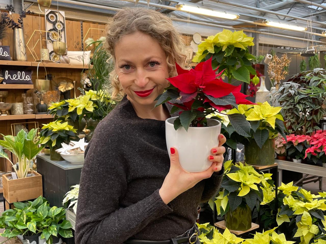 Statt wegwerfen: Amaryllis, Christrose, Weihnachtsstern retten