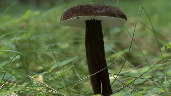 Pilze abschneiden oder rausdrehen – Macht das einen Unterschied?