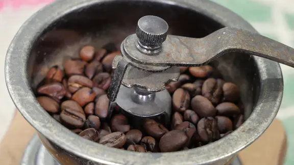 Kaffeepflanzen - Muntermacher fr Tasse und Fensterbrett | mdr.de