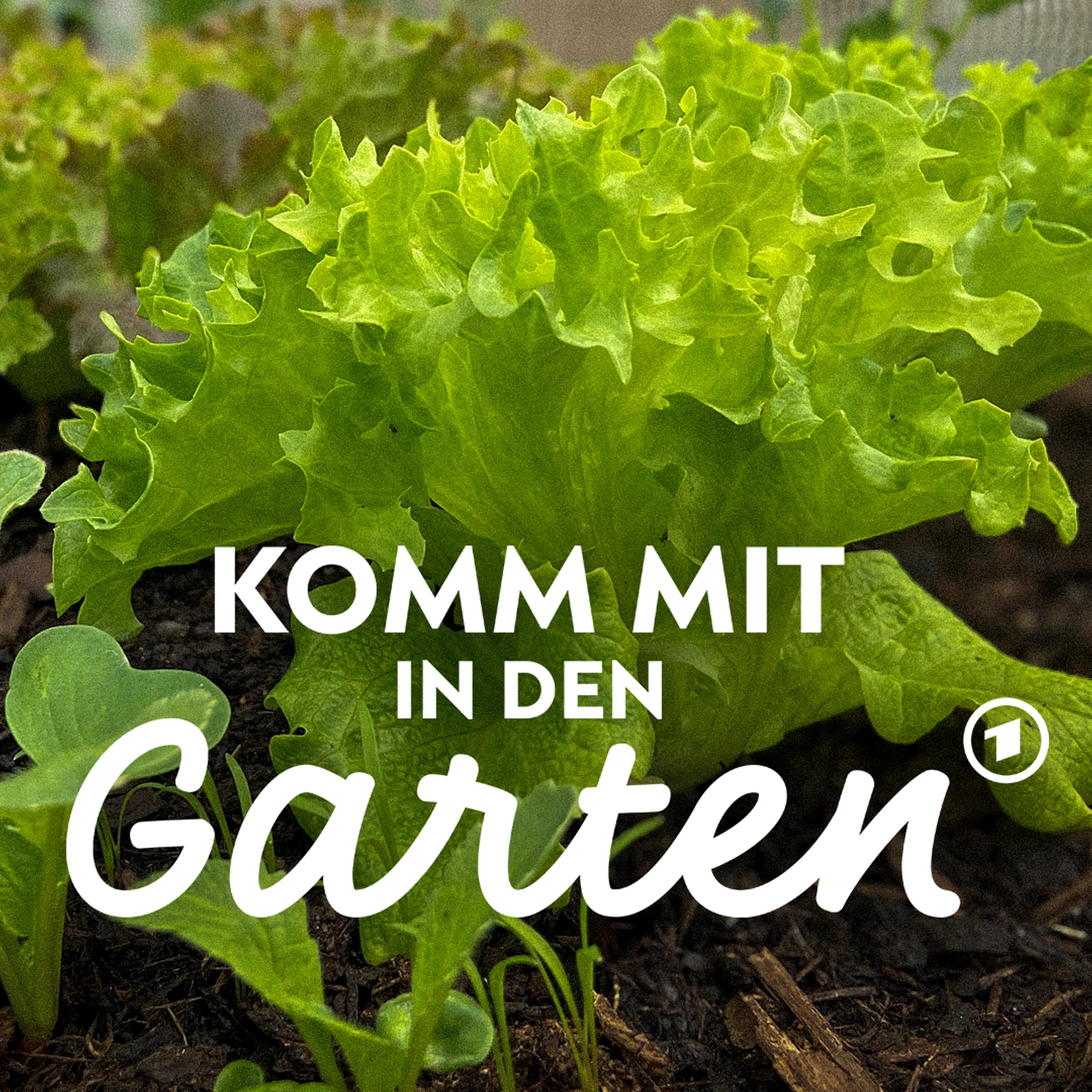 Mietbeete: Eine Saison Gemüse anbauen episode artwork