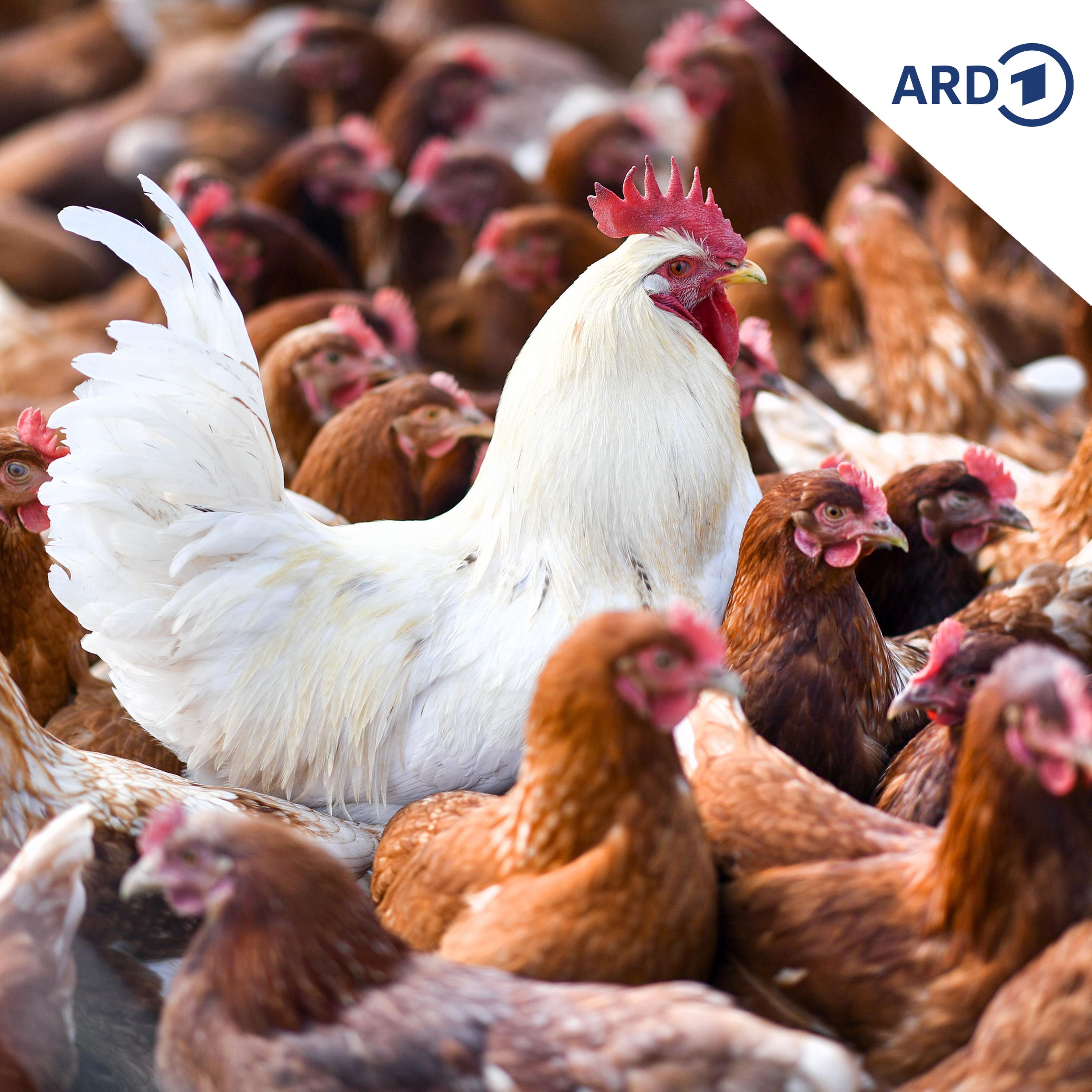 Vogelgrippe: Leichte Entspannung, aber keine Entwarnung episode artwork