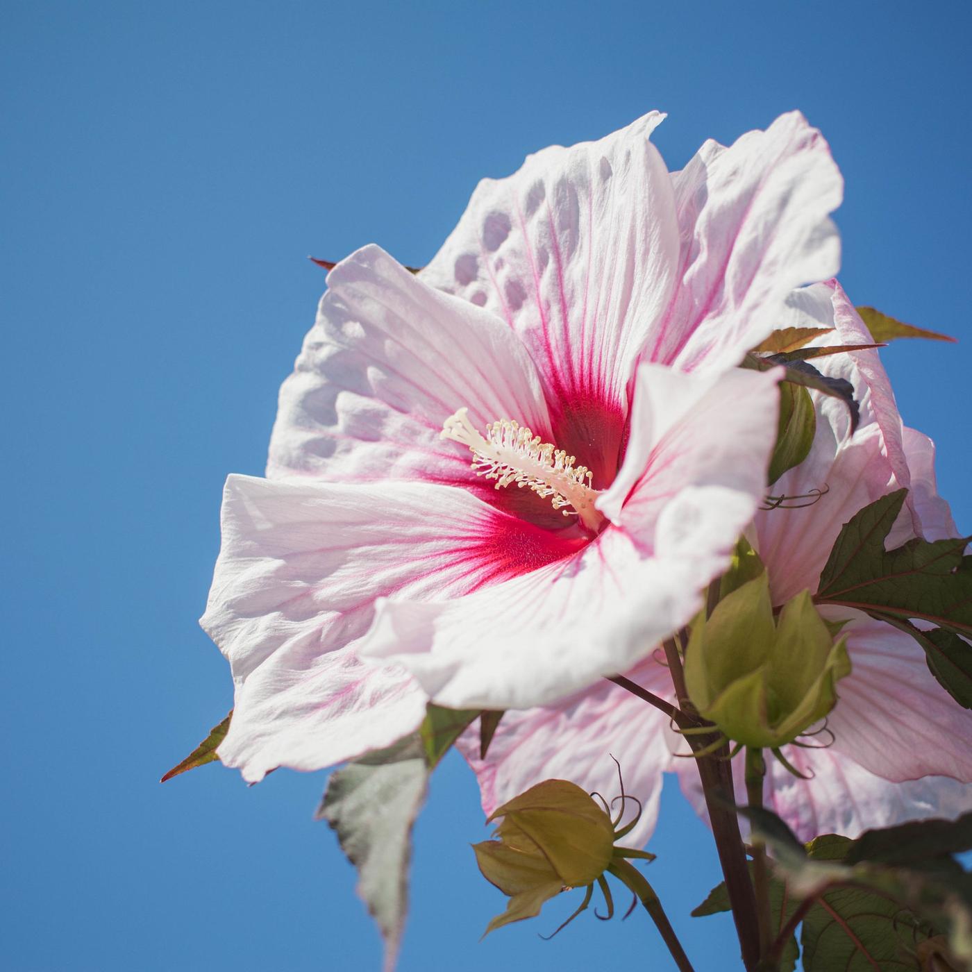 Staudenhibiskus - traumhafte XXL-Blten fr den Sommer | mdr.de