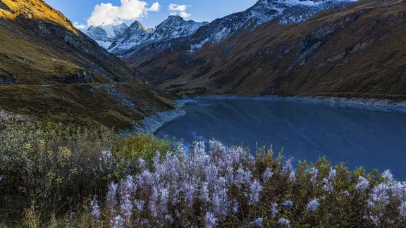 Der Stausee Lac de Moiry, davor ein Busch mit verblüten schmalblättrigen Weidenröschen (Chamaenerion angustifolium), hinten die Gipfel der Berge Grand Cornier, Tete Blanche und Pointe Moiry, Val d Anniviers in den Walliser Alpen