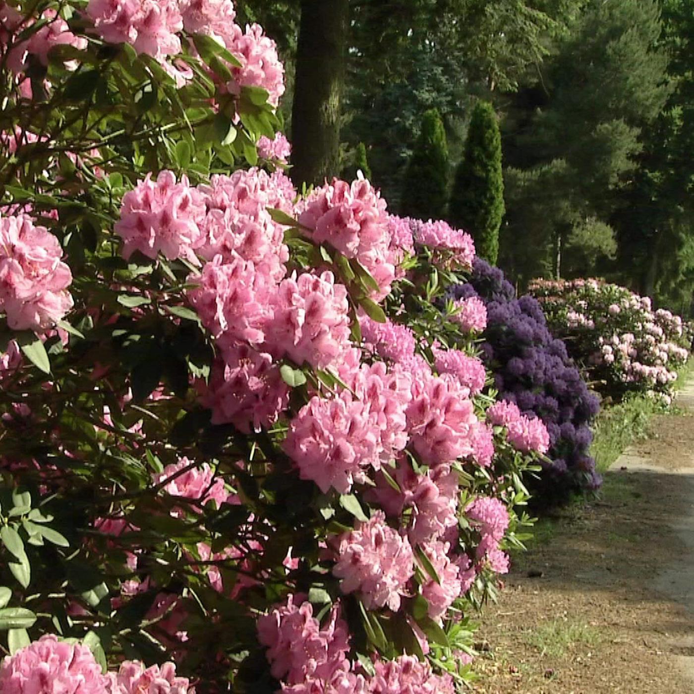 Sachsen: Baumschule Seidel zieht hunderte Rhododendron-Sorten heran