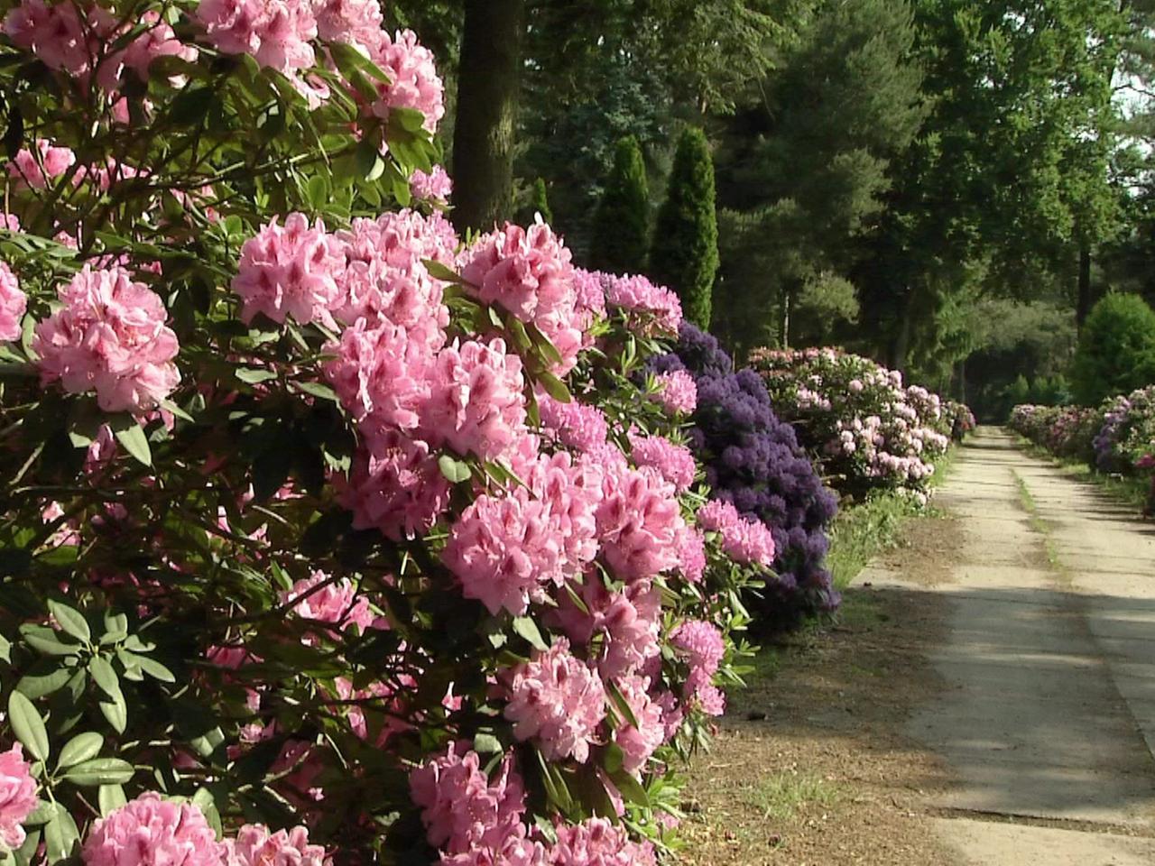 Sachsen: Baumschule Seidel zieht hunderte Rhododendron-Sorten heran