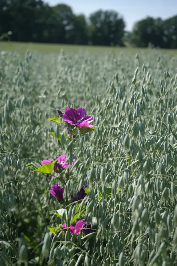 Bienen, Blumen und Getreide – wie Ackerbau und Artenvielfalt gelingen können