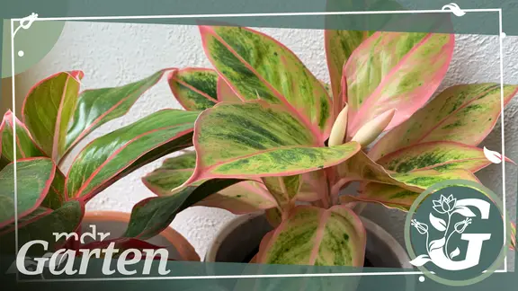 buntblatt zimmerpflanze Caladium 'Spring Fling' | Buntwurz main image 0