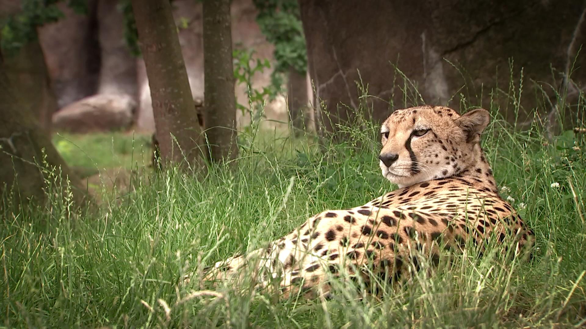 Gepard im Gras | MITTELDEUTSCHER RUNDFUNK