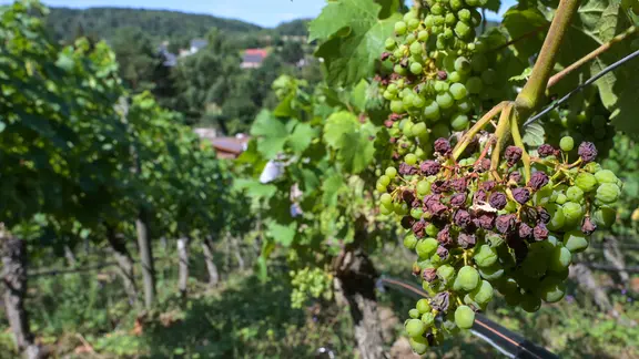 Weinreben mit vertrockneten Trauben