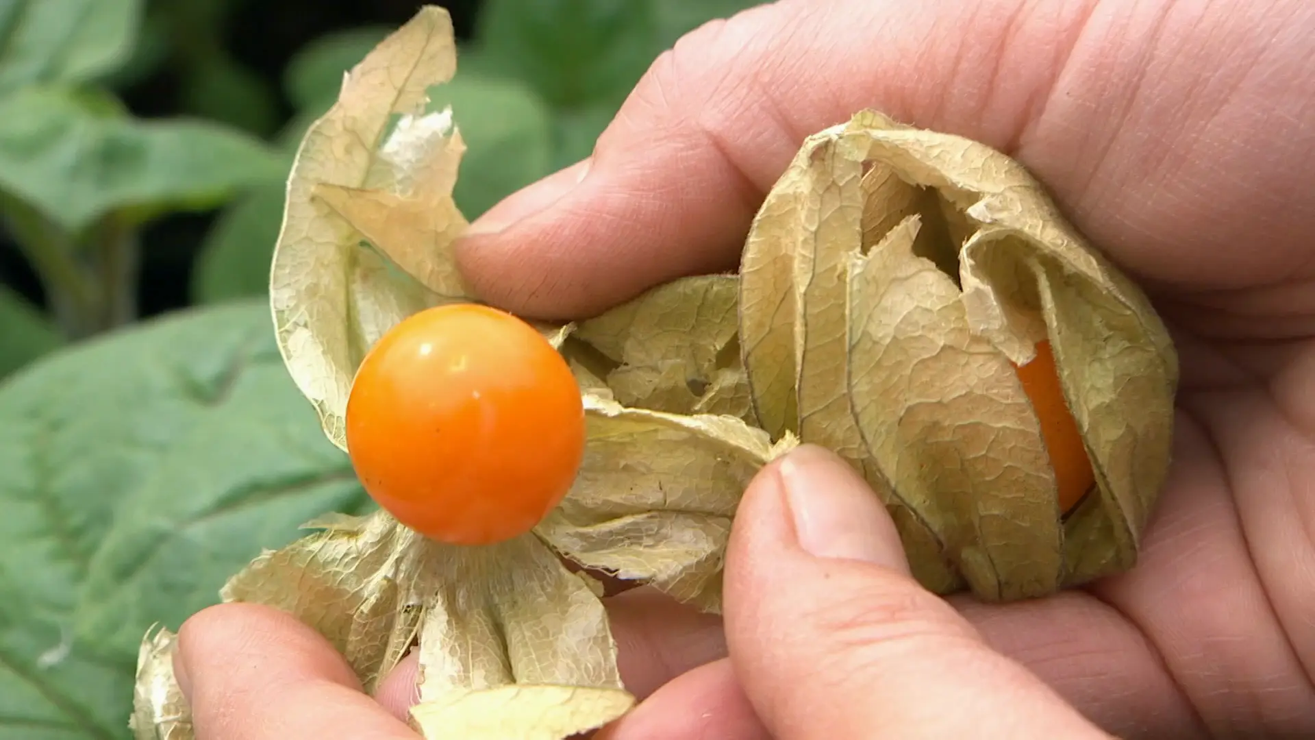 dnger fr ligusterhecke Bio-Liguster-Dnger kaufen