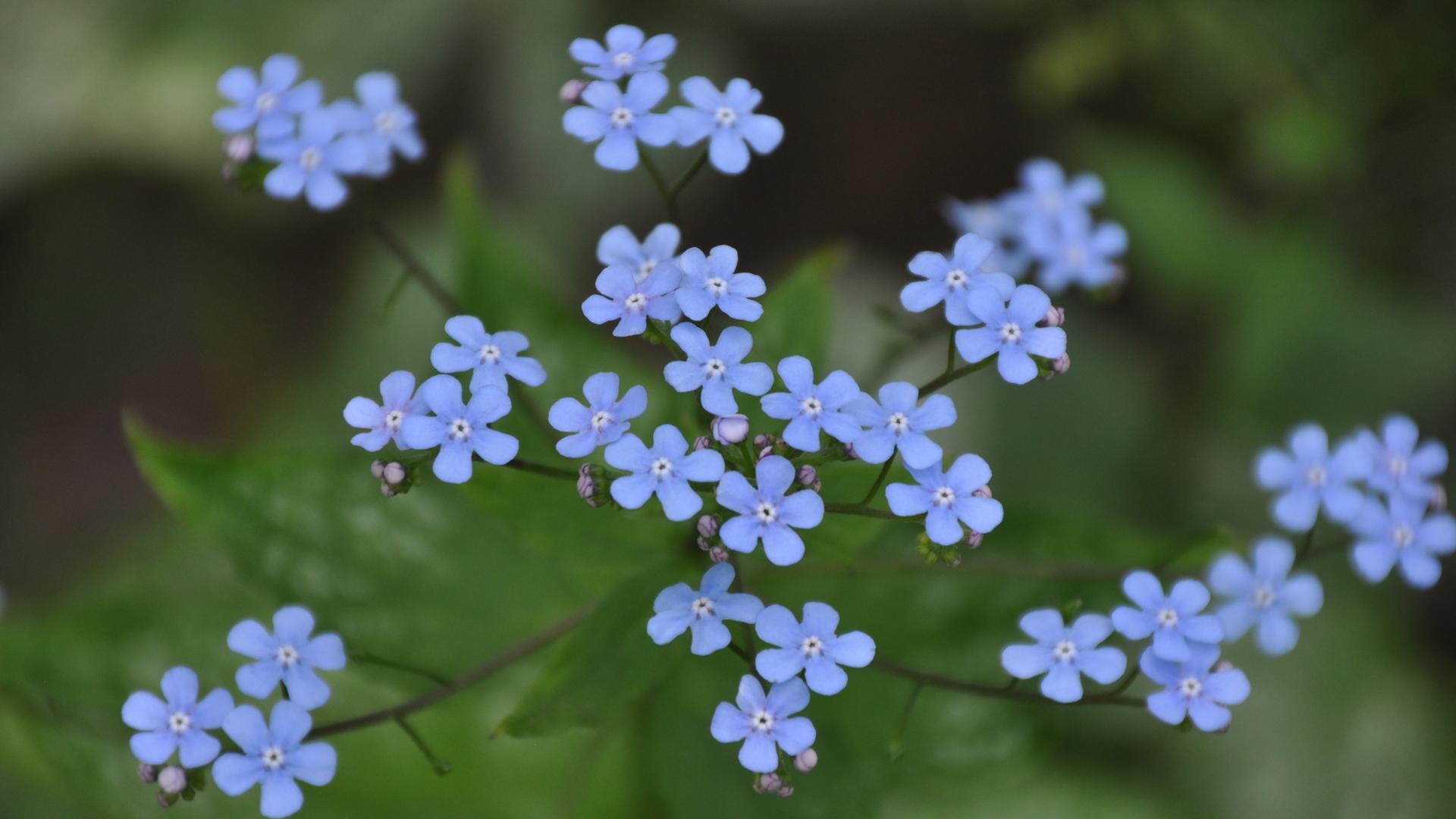 blühstreifen saatgut bio Bio-Blumenmischung 'Sommertraum' kaufen main image 1