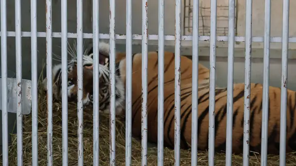 In einer vergitterten Box mit Fenster liegt ein Tiger auf Stroh