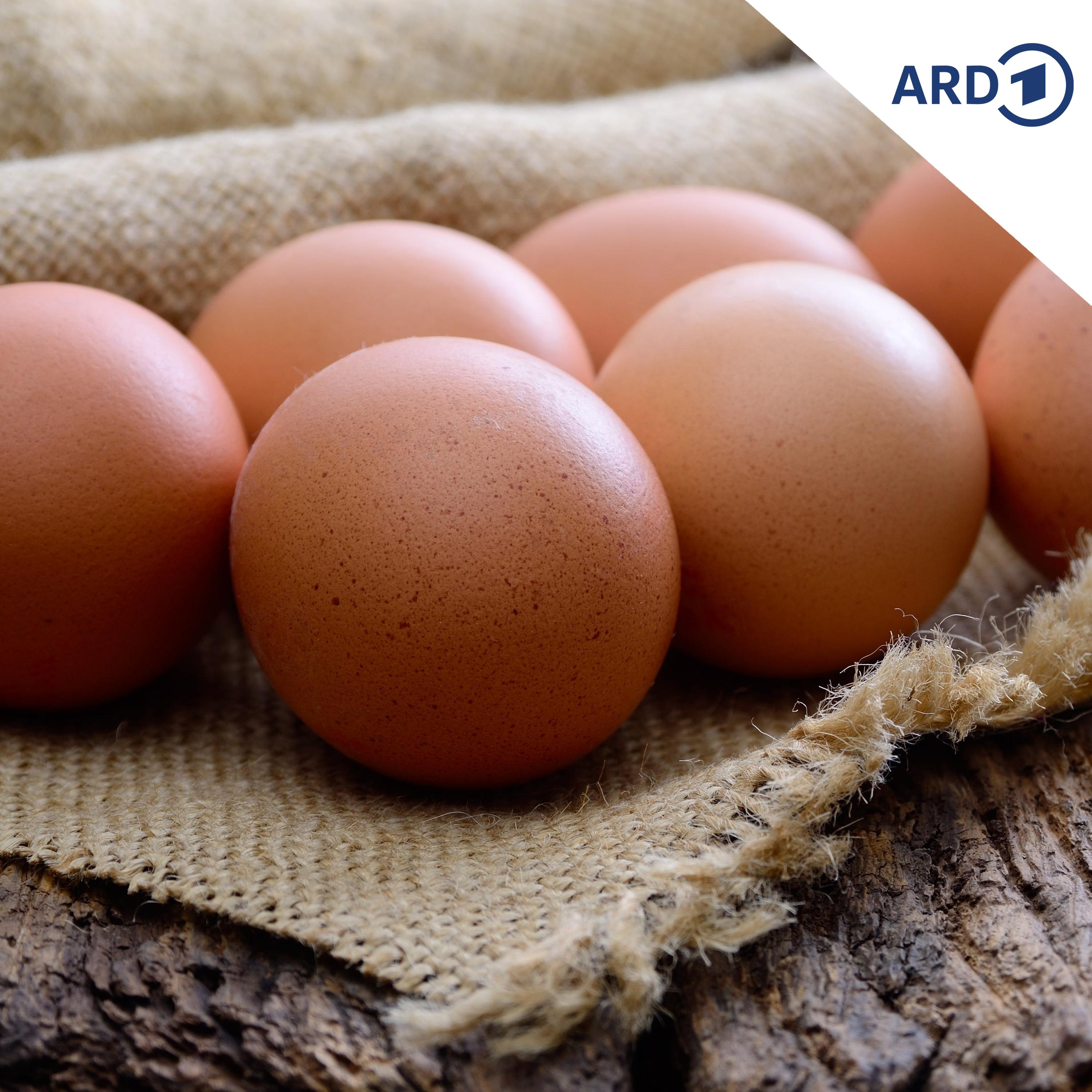Der beste Eier-Verstecker von der ganzen Welt…