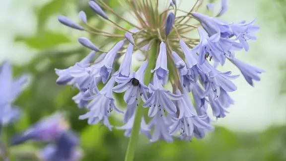 Schmucklilien pflanzen, pflegen und zur Blte bringen | mdr.de