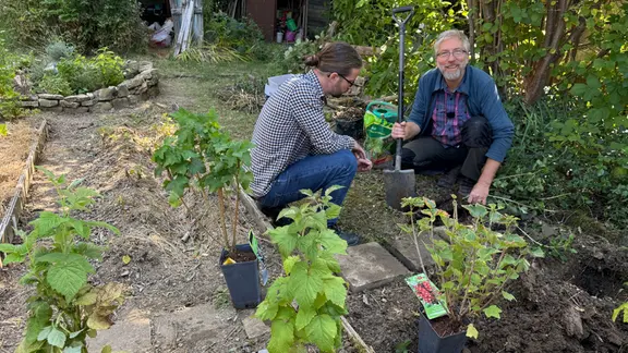 Johannisbeeren anbauen, pflegen und vermehren | mdr.de
