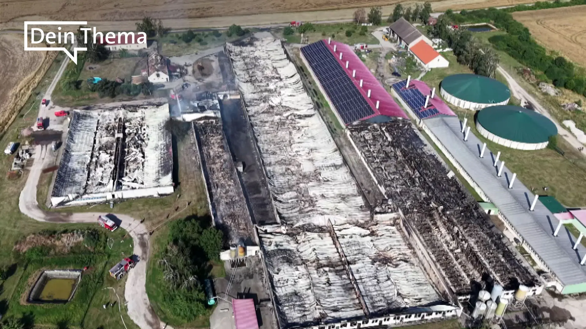 20.000 tote Schweine nach Brand in Mastanlage: Kadaver sollen nach über einer Woche entsorgt werden