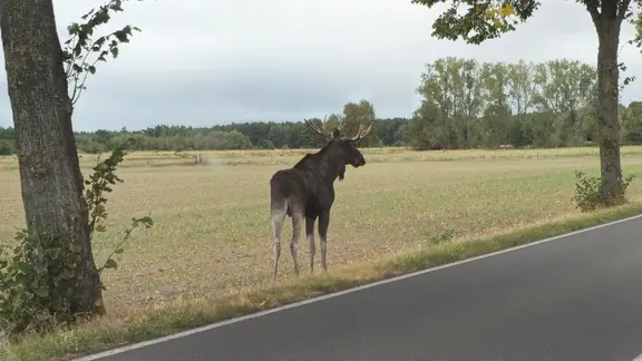 Ein Elch an der Straße zwischen Kläden und Binde