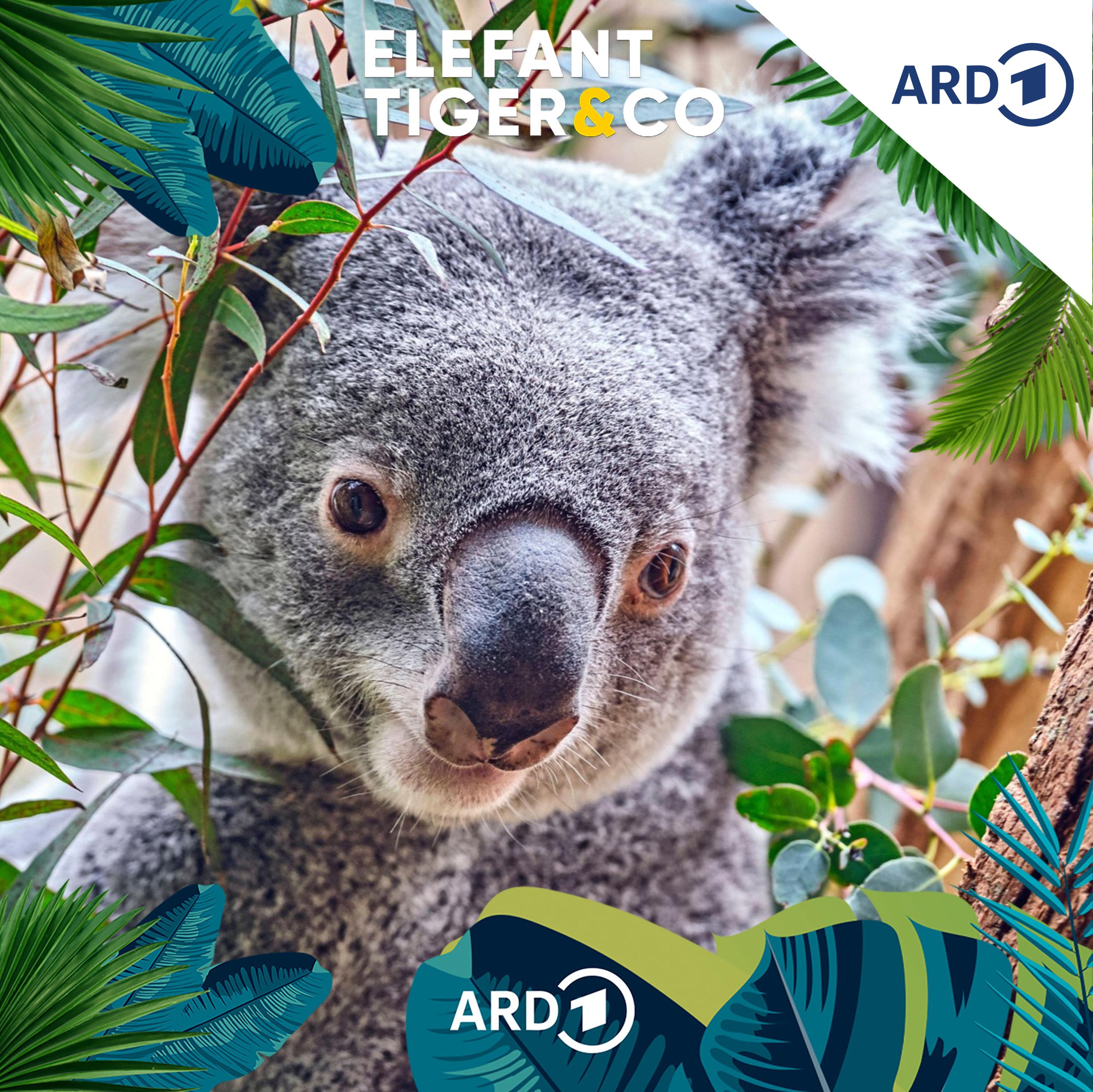 Mit dem Koala im Reich der "Niedlichkeit" artwork