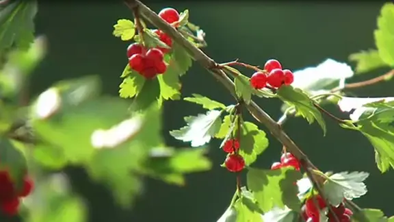 Johannisbeeren anbauen, pflegen und vermehren | mdr.de
