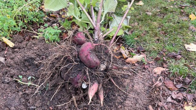 Was kann ich im Herbst und Winter ernten? Yacn, Haferwurzel, Berberitze