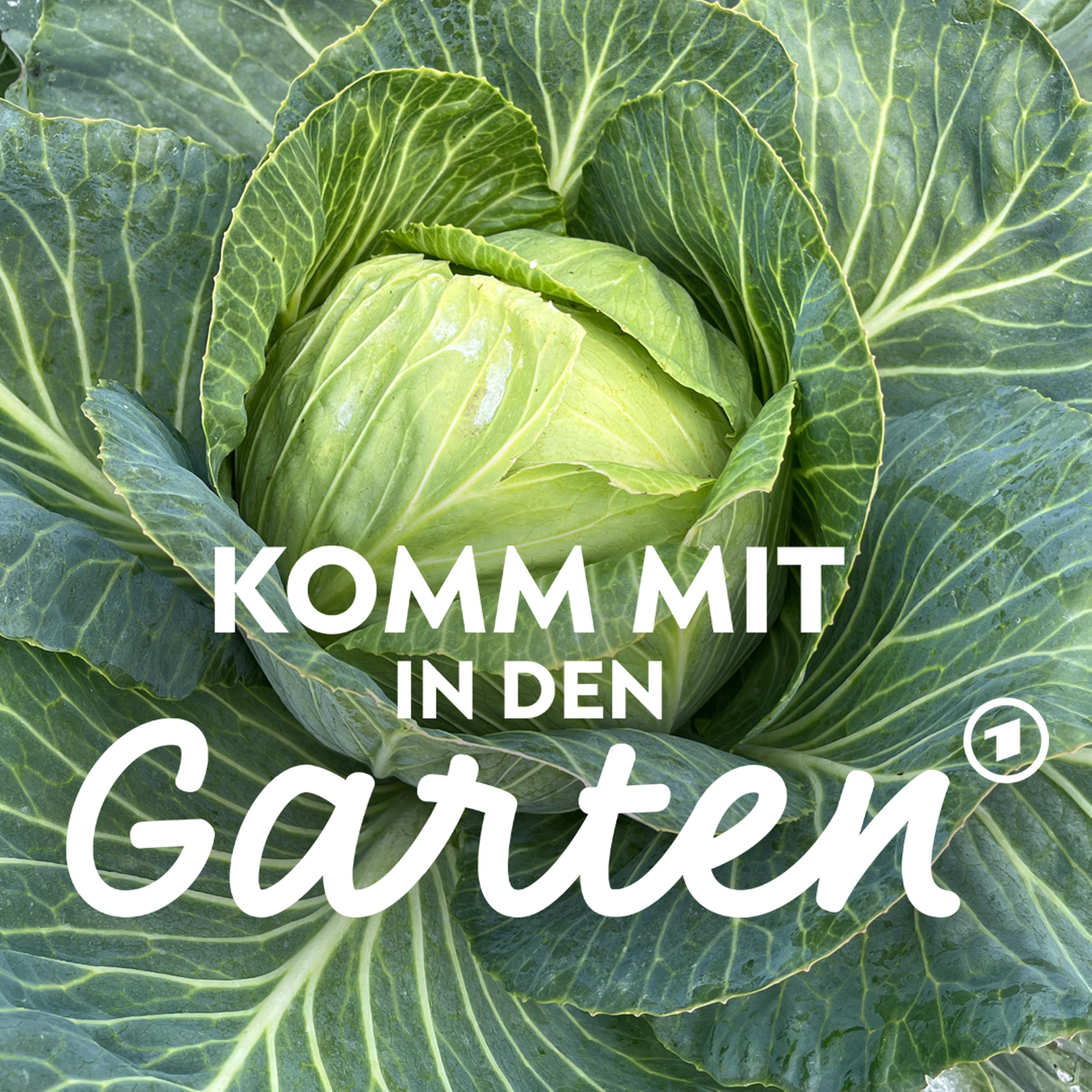 Problemgemüse Kohl - was lohnt sich? episode artwork