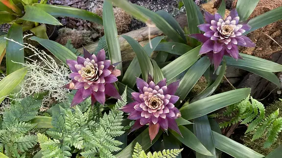 Bromelien: Diese Pflege brauchen die Zimmerpflanzen | mdr.de