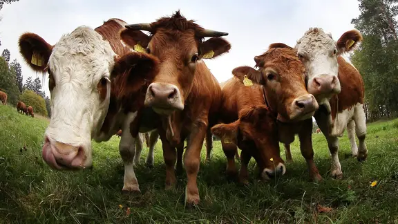 Rinder auf einer Freilandkoppel des landwirtschaftlichen Betriebs der Bäuerlichen Produktion und Absatz AG Hellingen in Thüringen