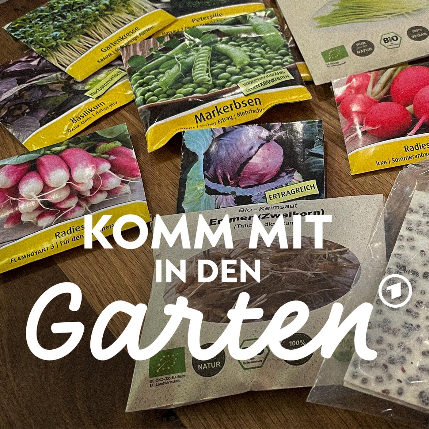 Saatgut aussuchen und richtig lagern | mdr.de