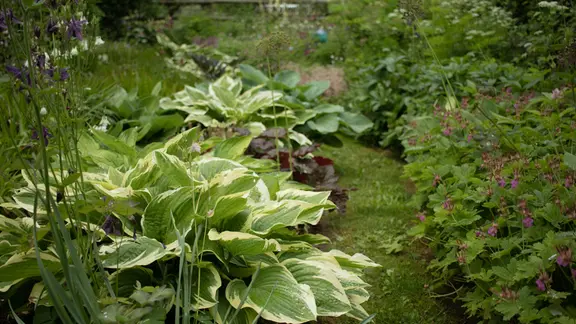 Farne: Grner Blickpunkt im Garten | mdr.de