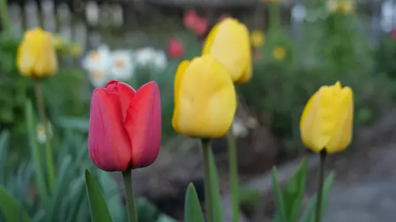 welcher dünger für apfelbäume Bio-Apfelbaum-Dünger kaufen main image 0