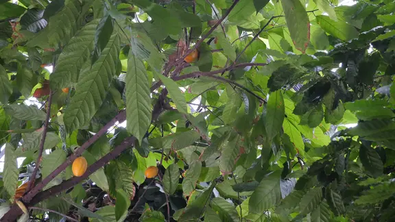 palme zimmerpflanze groe bltter Kentia Palme (Howea fosteriana)