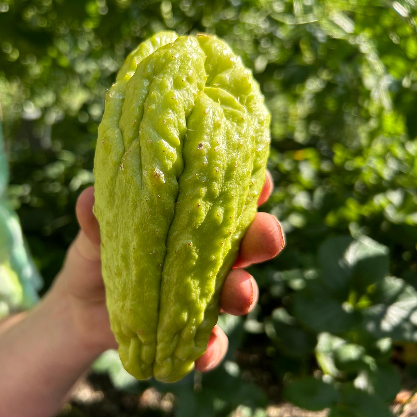 feigenbaum dünger bio ProviPlant Feigen-Dünger: Für alle Indoor- & Outdoor Ficus-Arten main image 0