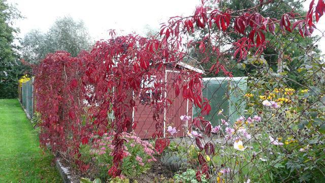 zwerg glanzmispel little red robin Photinia fraseri 'Little Red Robin' / Kleine Rote Glanzmispel main image 1