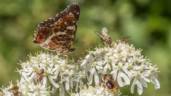Ein braun-weiß gemusterter Schmetterling und eine Fliege sitzen nebeneinander auf einer weißen Blüte.