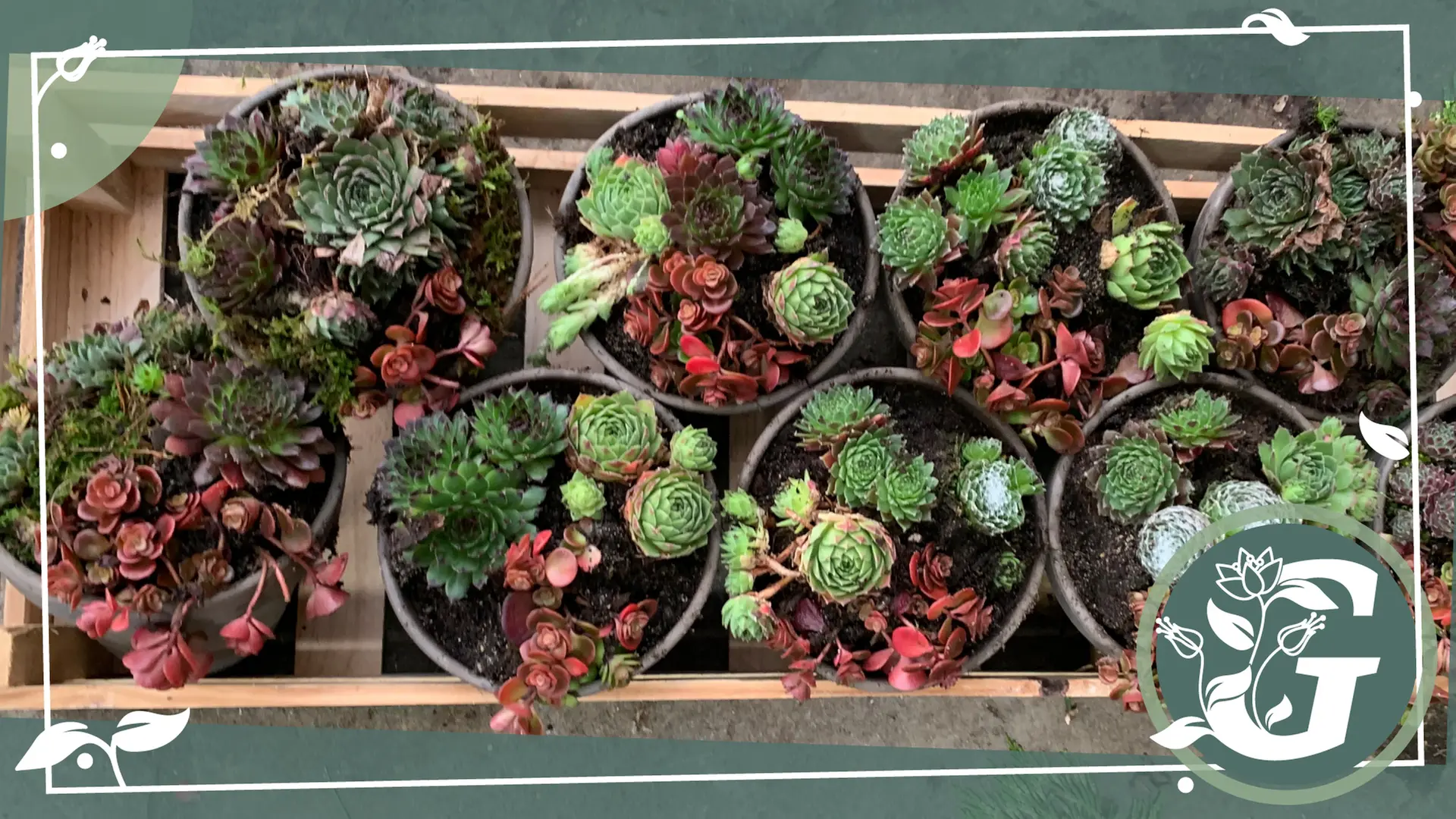 Hauswurz im Topf: Geschenk mit guten Wnschen | mdr.de