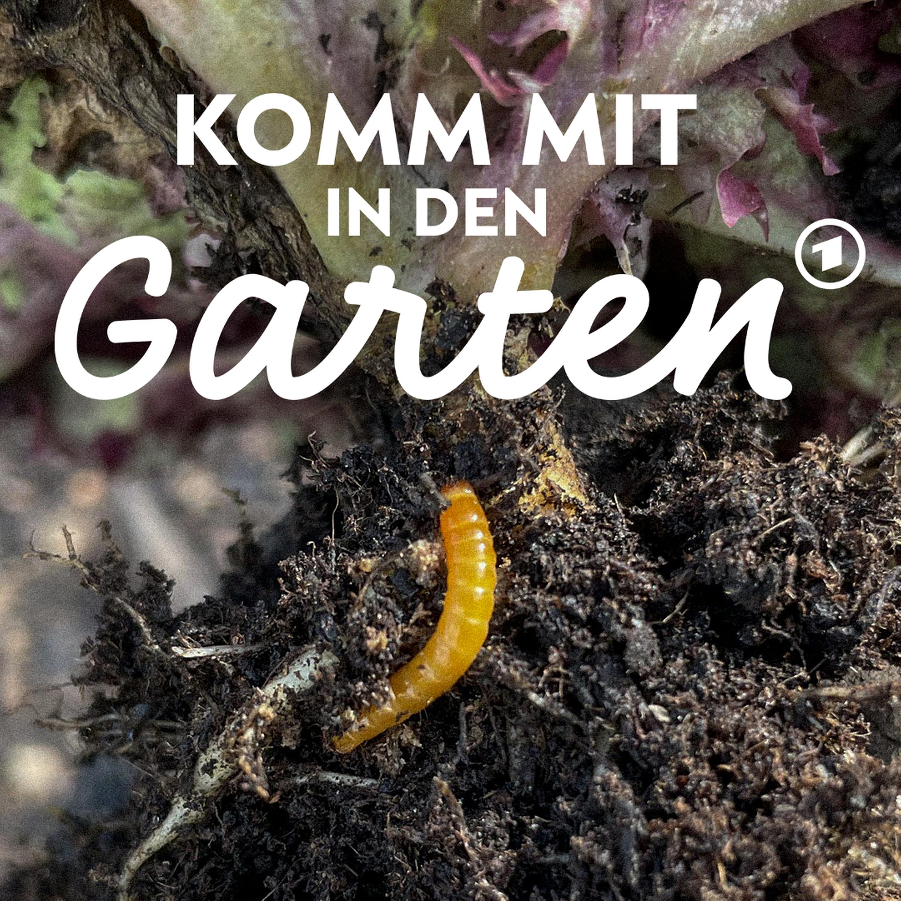 Wer durchlöchert mein Gemüse? Drahtwürmer loswerden episode artwork