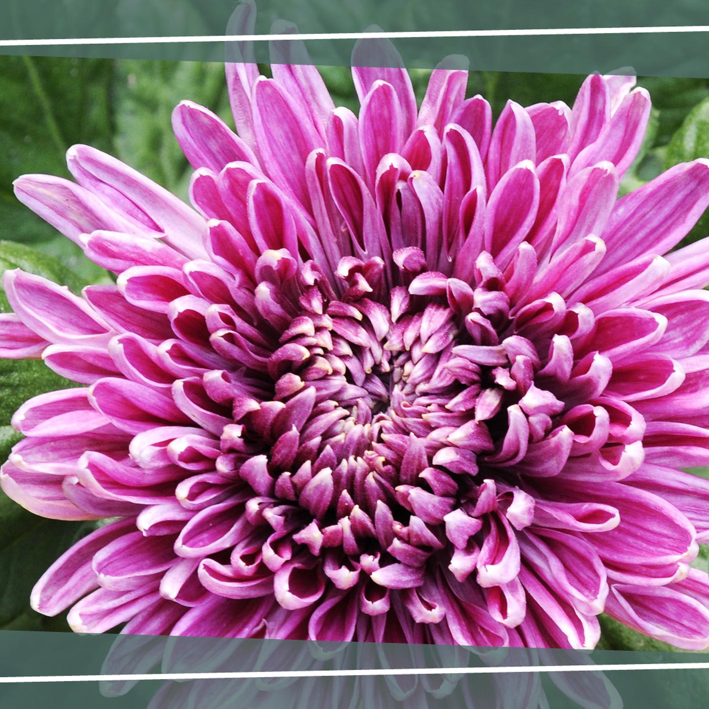 Chrysanthemen pflanzen, pflegen und berwintern | mdr.de