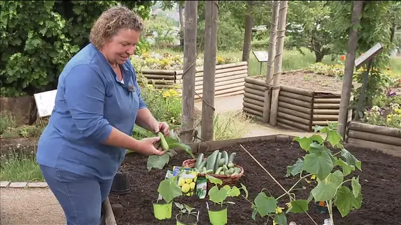 wann pfirsichbaum dngen Purgrn Bio-Pfirsichbaum-Dnger 1 kg