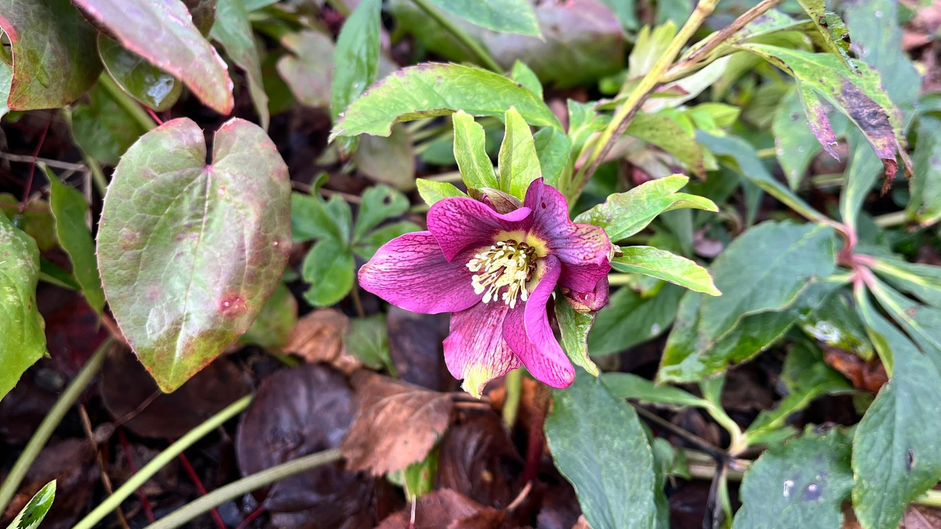 monstera with white leaves Well-Rooted Acclimated Variegated Monstera White Monster Plant